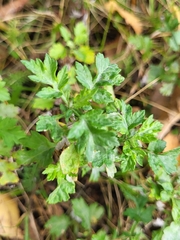 Ribes alpinum