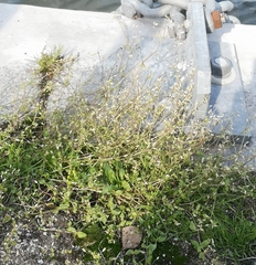Stellaria media