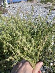Atriplex littoralis