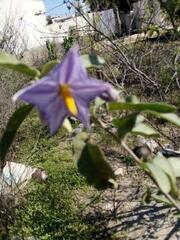 Solanum hindsianum
