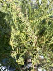 Atriplex littoralis