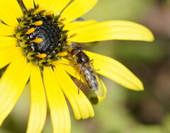 Melangyna viridiceps