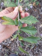 Grewia lepidopetala
