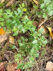 Ribes alpinum