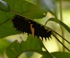 Troides minos