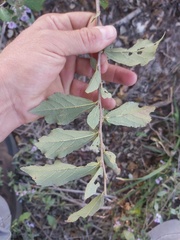 Grewia lepidopetala