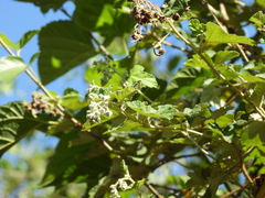 Rubus nagasawanus