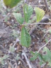 Grewia lepidopetala
