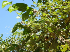 Rubus nagasawanus