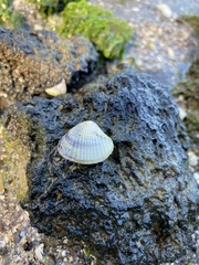 Austrovenus stutchburyi
