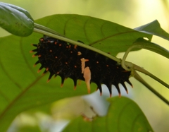 Troides minos
