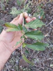 Grewia lepidopetala