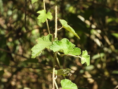 Rubus nagasawanus