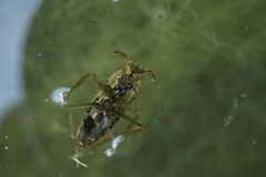 Notonecta triguttata