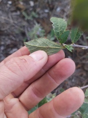 Grewia lepidopetala