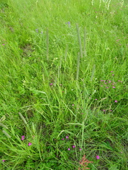 Phleum pratense pratense