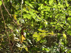 Rubus nagasawanus