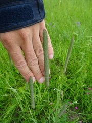 Phleum pratense pratense