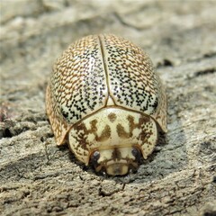 Paropsis omphale