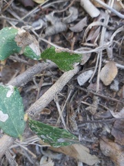 Grewia lepidopetala