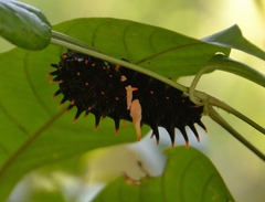 Troides minos