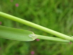 Phleum pratense pratense