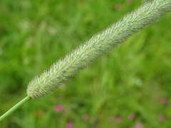 Phleum pratense pratense