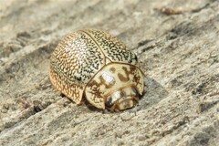 Paropsis omphale