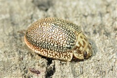 Paropsis omphale