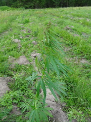 Cannabis sativa spontanea