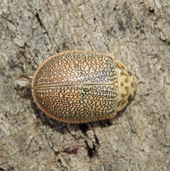 Paropsis omphale
