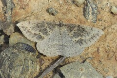 Taxeotis perlinearia