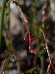 Gonocarpus tetragynus