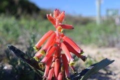 Lachenalia bulbifera