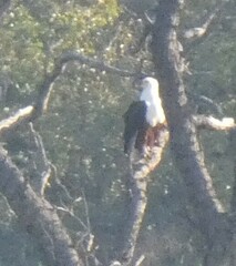 Haliaeetus vocifer