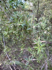 Leucopogon fasciculatus