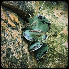 Adromischus triflorus