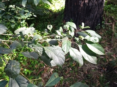 Clerodendrum tomentosum