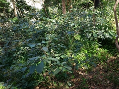 Clerodendrum tomentosum