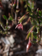 Gonocarpus tetragynus