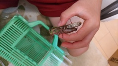 Gastrimargus marmoratus