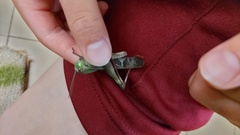 Gastrimargus marmoratus