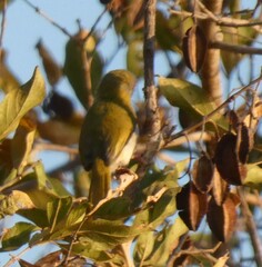 Apalis flavida