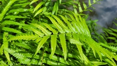 Cyclosorus interruptus