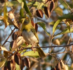 Apalis flavida