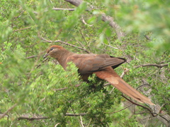 Macropygia phasianella