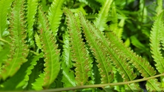 Cyclosorus interruptus