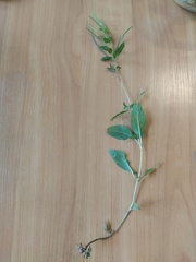 Epilobium roseum