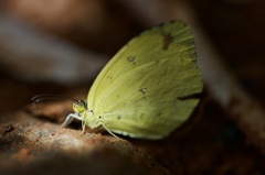 Eurema floricola