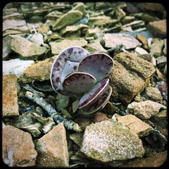 Adromischus triflorus